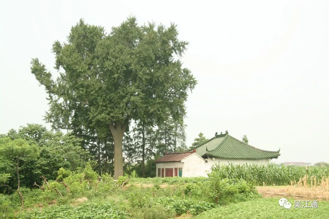 5、邱老太庙旧址 银杏树.JPG